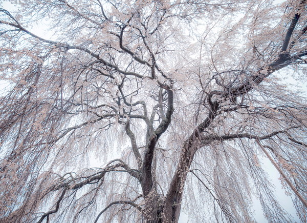 长野摄影作品 075-L